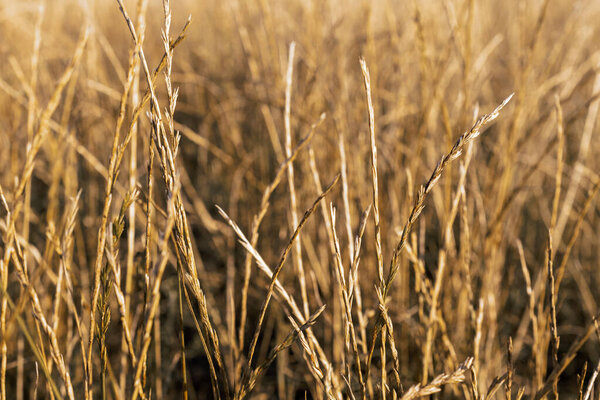 Крупный план колосьев пшеницы. Золотая пшеница.