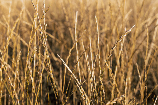 Крупный план колосьев пшеницы. Золотая пшеница.