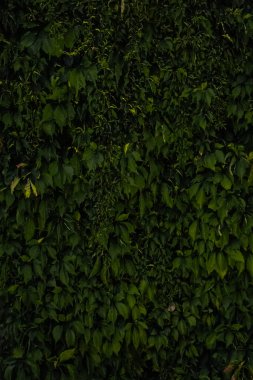 Yeşil yapraklar. Yaprak dokusu. Özgeçmiş ve sunumlar için. Dikey fotoğraf