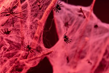 Örümcek ağına asılı küçük bir örümcek. Cadılar Bayramı. Örümcek ağı ve örümcekler. Arkaplan