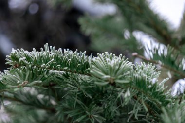 Sakin bir kış ormanında narin buz kristalleri olan soğuk çam dalları.