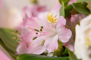 Narin odak noktasında yumuşak pembe alstroemeria çiçeği. Karmaşık taç yapraklarını, canlı pullarını ve rüya gibi bir çiçek kompozisyonunda yemyeşil yapraklarını sergiliyor.