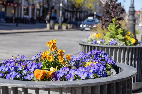 Şehir merkezi caddesi boyunca dizilmiş, yuvarlak metal ekicilerin içindeki parlak bahar çiçekleri. Renkli çiçeklerle kentsel peyzaj ve yaya ve arabaların bulanık arka planı
