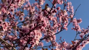 Narin kiraz çiçekleri, ince dalları kaplar, pembe taç yaprakları ve tomurcuklar, açık mavi gökyüzü ile güzel tezat, doğayı, saflığı ve mevsimsel yenilenmeyi sembolize eder.