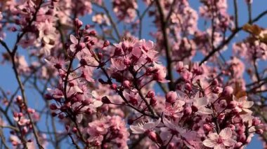 Yumuşak pembe çiçekler ve yuvarlak tomurcuklarla dolu kiraz çiçeklerinin yakın çekimi canlı mavi gökyüzüne karşı bahar ve doğal güzelliğin özünü yakalıyor.