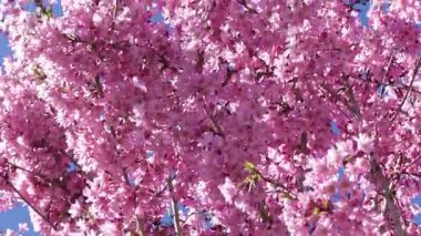 Çiçek açan bereketli kiraz ağacı, dalları bulutsuz mavi gökyüzüne dolduran pembe çiçek kümeleriyle dolu. Bahar güzelliğini, doğal bolluğu ve mevsimsel neşeyi simgeliyor.