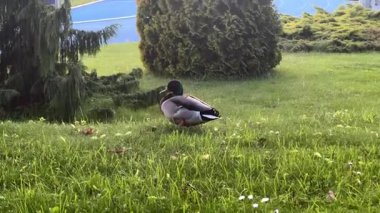 Canlı erkek yaban ördeği şehir parkında yeşil çimlerle etkin bir şekilde otlar ve yeşil alanlarda uyum sağlayabilen yaban hayatı ve kuş yaşamını betimler.