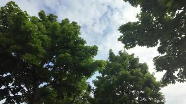 Sakin, alçak açılı bir çekim yoğun bir ağacın canlı yeşil yapraklarını betimliyor berrak beyaz bulutlar altında, barış ve temiz havayı çağrıştırıyor.