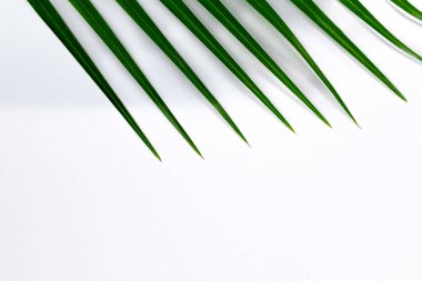 Canlı yeşil palmiye yaprakları, tropikal, sağlık ve güzellik ürünleri promosyonları veya barışçıl refah kavramları için ideal beyaz bir zemin üzerinde çarpıcı bir çapraz desen sunar.