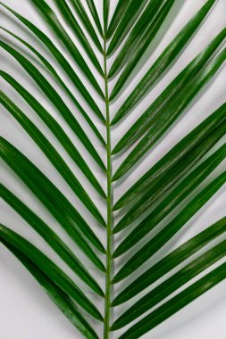 Zarif merkezi gövdesini vurgulayan taze bir palmiye yaprağının ayrıntılı dikey görüntüsü, bereketli broşürler ve dingin arkaplanlar için rahatlatıcı doğal estetik.