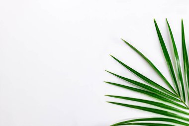 Narin yapraklı taze tropikal palmiye yaprağı, markalaşma ve tasarım projeleri için minimalist kopya alanı sunan parlak beyaz bir zemin süslüyor.