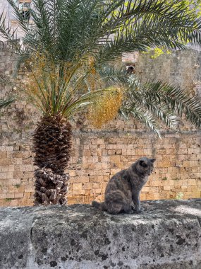 Benekli gri bir kedi eski bir taş duvarın üzerinde duruyor, eski bir tuğla cephe ve bereketli bir hurma palmiyesi ile, sakin bir Avrupa yaz anını vurguluyor.