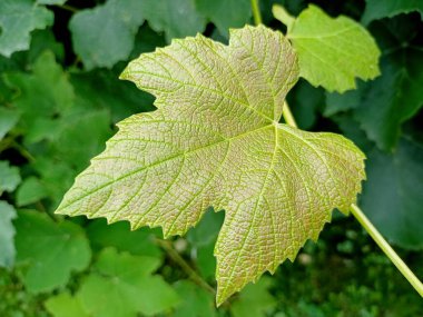 Bahçedeki ağaçta yeşil yaprak
