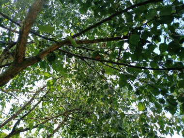 yeşil yapraklar, bitki örtüsü ve doğa, bitki yaprakları