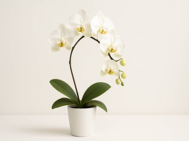 cam aranjman beyaz zemin üzerine beyaz orkide