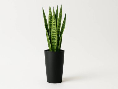 Beyaz arka planda siyah beyaz kaktüs