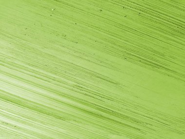 Yeşil yaprak dokusu. Soyut doğa arka planı, doğa yeşil yaprak. Tasarım için yaprak deseni.