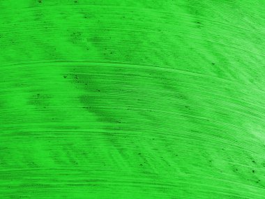 yeşil yaprak dokusu arkaplanı