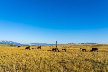 Maycroft, Alberta yakınlarındaki bir inek otlağında paslanmaz çelik bir anıt.