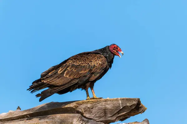 Stock image A turkey Vulture (Cathartes aura) perched on a log