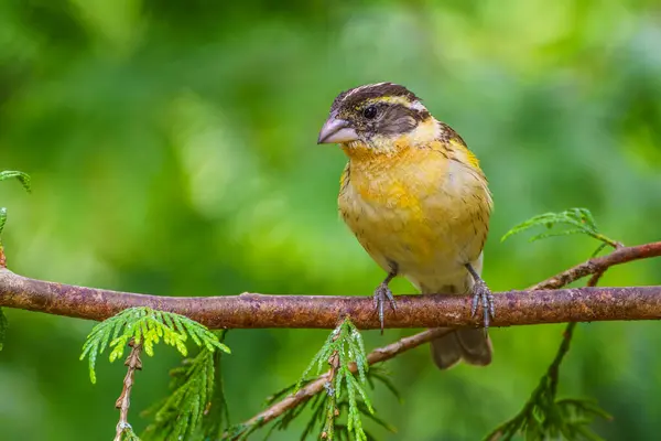 stock image A female or immature Black-headed Grosbeak (Pheucticus melanocephalus) perched on a cedar branch