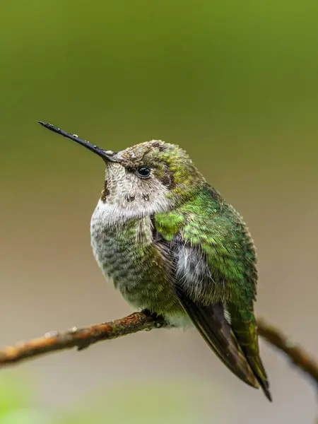 stock image A male Anna's Hummingbird (Calypte anna) perched on a branch