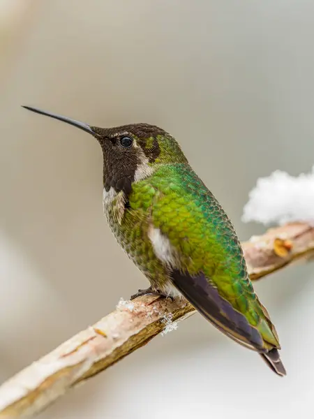 stock image An over-wintering Anna's Hummingbird (Calypte anna) sitting on a branch in snow