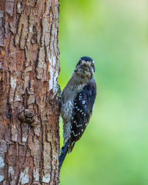 A female Downy woodpecker (Picoides pubescens) hitching on the side of a tree trunk. clipart