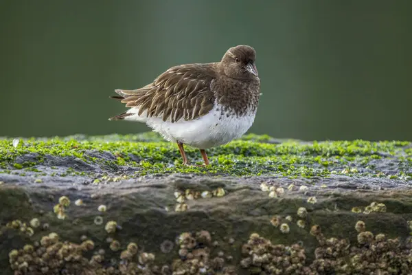 stock image A black turnstone (Arenaria melanocephala) sitting on a rock on the shore line.