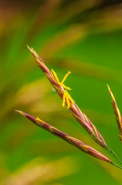 stock image A small yellow flower on a stalk of tall prairie grass