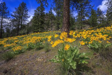 Grand Forks, British Columbia yakınlarındaki Gözlem Dağı 'nda Arrowleaf Balsamroot (Balsamorhiza sagittata)