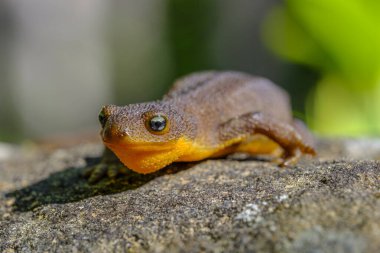 Close-up of a rough-skinned Newt (Taricha granulosa) crawling on a rock toward the camera clipart