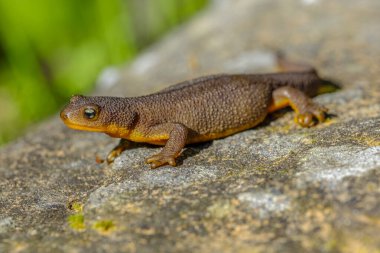 Profile view of a rough-skinned Newt (Taricha granulosa) crawling on a rock clipart