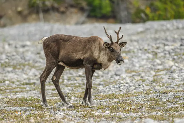 stock image A Woodland Caribou (Rangifer Rangifer tarandus) in northern British Columbia