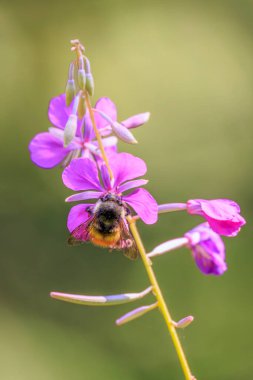 Çiçek açan bir ateş otundan polen toplayan bir bal arısı (Chamaenerion angustifolium)