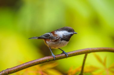 Kestane sırtı bir Chickadee (Poecile rufescens) renkli otobanın ortasında bir dala tünemişti.