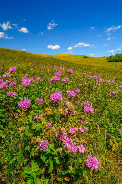 stock image A hillside covered in wildflowers in Cypress Hills Provincial Park.