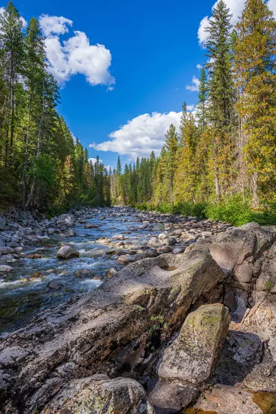 stock image Tall trees lining the banks of the Granby River isn southern British Columbia