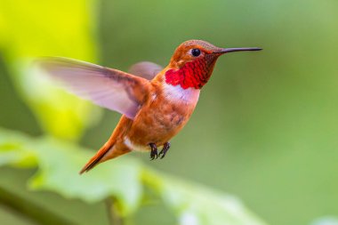 Renkli bir Rufous Hummingbird (Selasphorus Rufus) havada süzülüyor