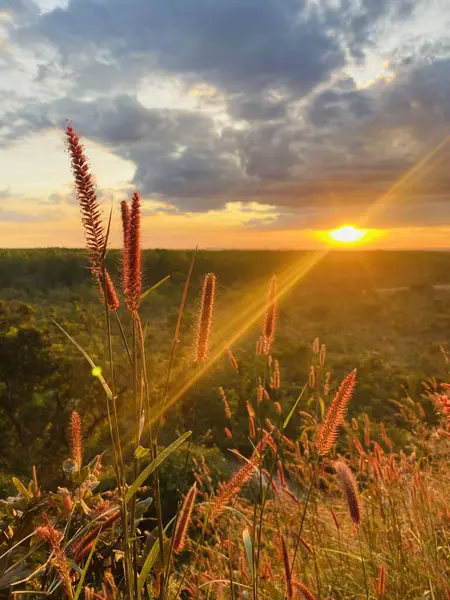Çiçeklerle dağlarda güzel bir gün batımı