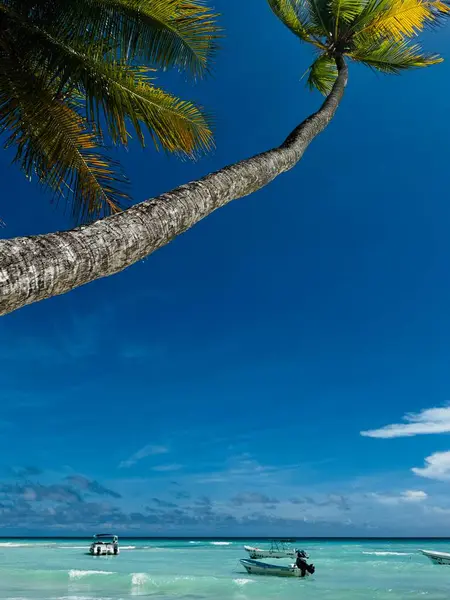 Güzel mavi gökyüzü olan bir palmiye ağacı