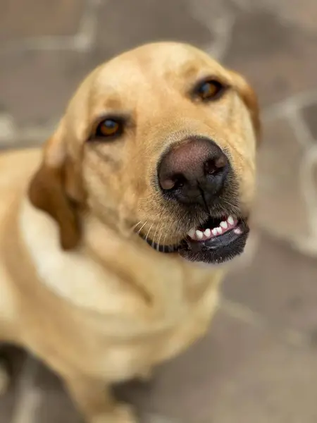 Labrador yorgun görünüyor ve ağzı açık, dişlerini gösteriyor.