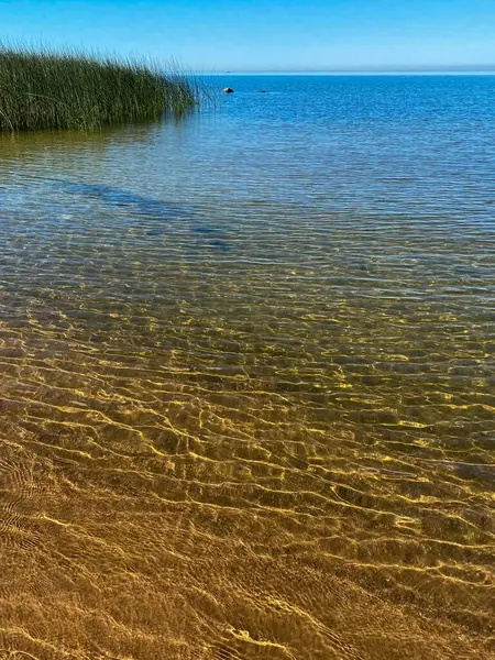 Mavi gökyüzünde bir gölün berrak sularında sazlıklar