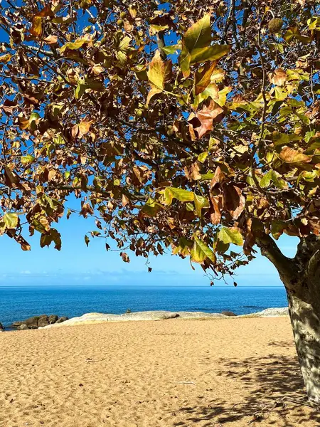 Mavi denizde güneşli bir gün ve sonbaharda kuru yapraklı bir ağaç.