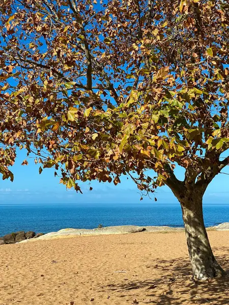 Mavi denizde güneşli bir gün ve sonbaharda kuru yapraklı bir ağaç.