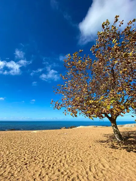 Mavi denizde güneşli bir gün ve sonbaharda kuru yapraklı bir ağaç.