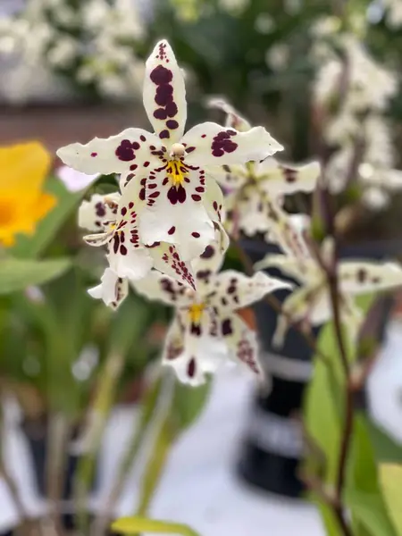 Bordo benekli beyaz orkide.