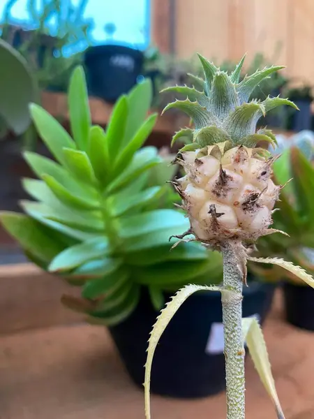 Minyatür ananas ve sulu bitki.