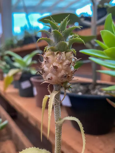 Bahçede mini ananas