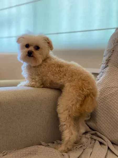 Diğer bitkilerle birlikte minyatür ananas